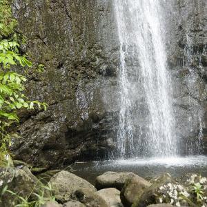 Manoa Falls Trail, Oahu Hawaii | Go Visit Hawaii