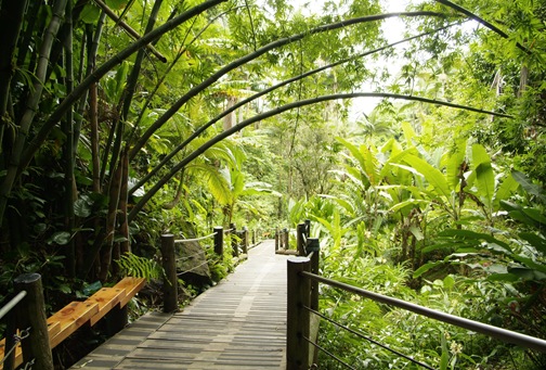 Boardwalk at Hawaii Tropical Botanical Garden