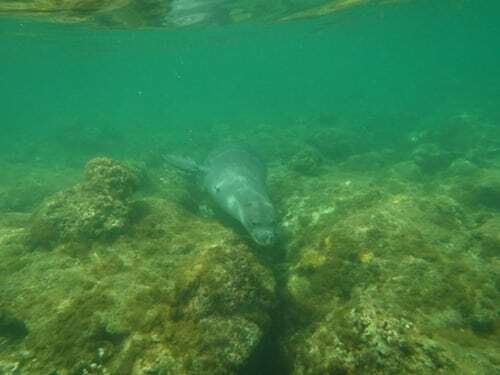 monk seal in water