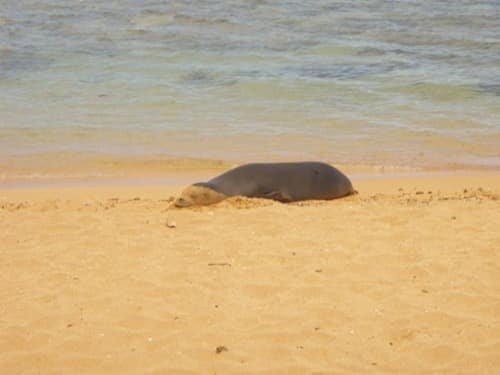 monk seal on beach