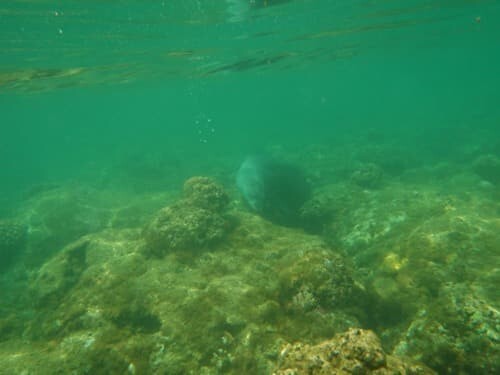 monk seal popping out