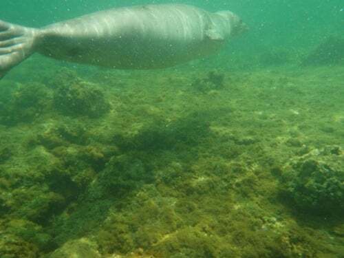 monk seal swimming away