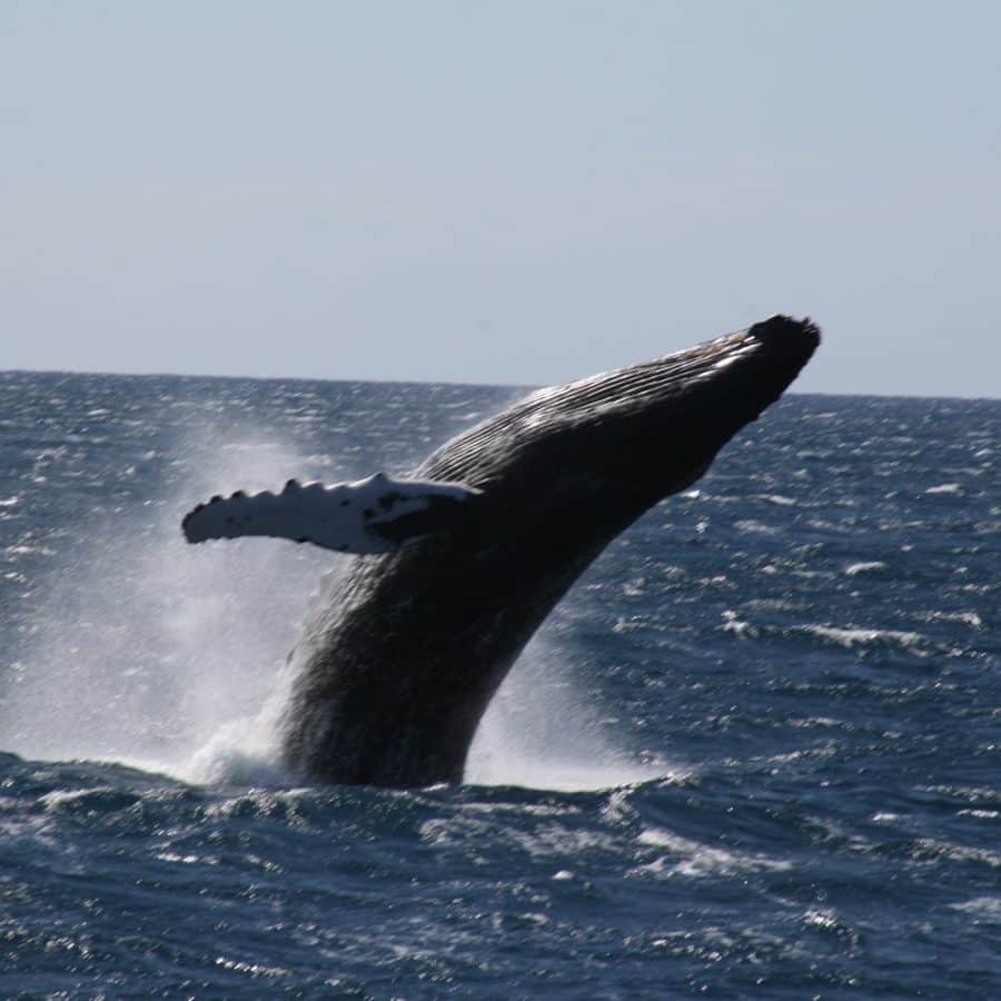 Aloha Friday Photo: A hui hou whales! - Go Visit Hawaii