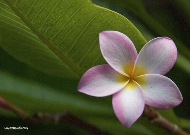 plumeria