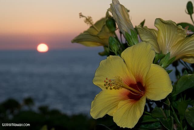 Hibiscus at sunset