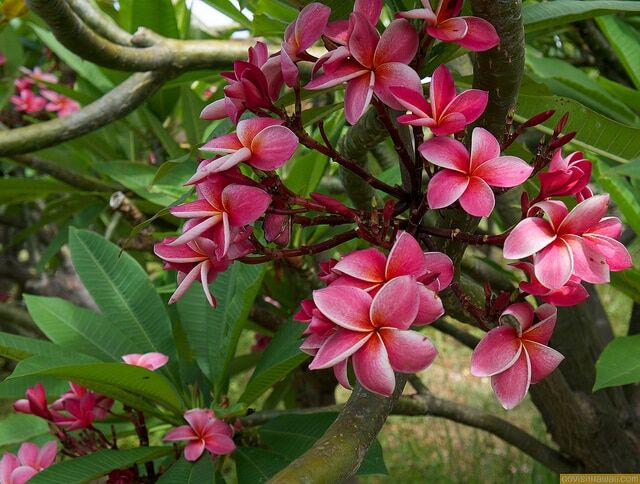 plumeria from molokai