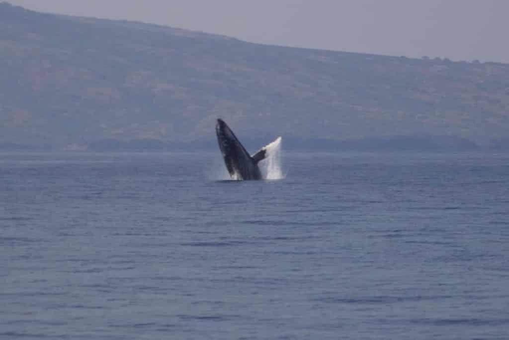 mats whale pic