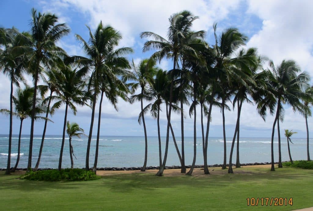 Aloha Friday Photo: Coconut Coast - Go Visit Hawaii