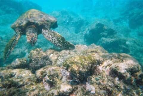 Aloha Friday Photo: Turtle at Po'olenalena Beach - Go Visit Hawaii