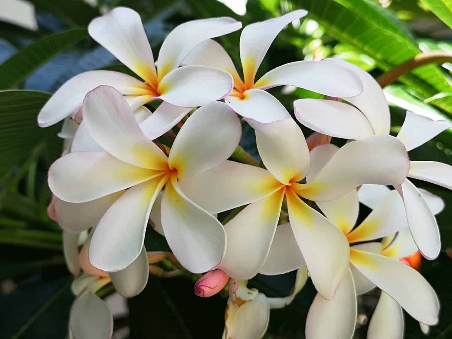Aloha Friday Photo: Our hope will bloom edition - Go Visit Hawaii