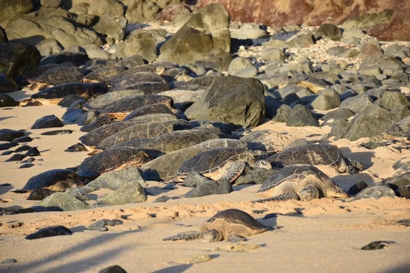 Aloha Friday Photos: Honu (turtles) welcome at Ho'okipa Beach - Go ...